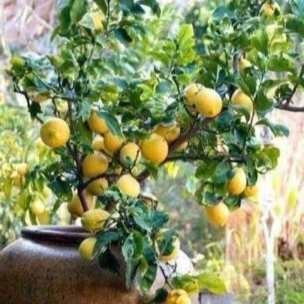 柠檬树是吉树还是凶树，柠檬树盆栽在家里禁忌
