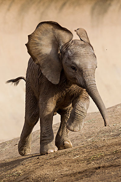 大象一辈子生几个孩子，成年公象为何独居寿命多少