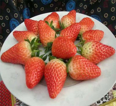草莓怎样挑选最好吃的，什么品种草莓最好吃