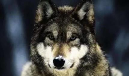 狼最怕闻什么气味，狼最怕什么声音
