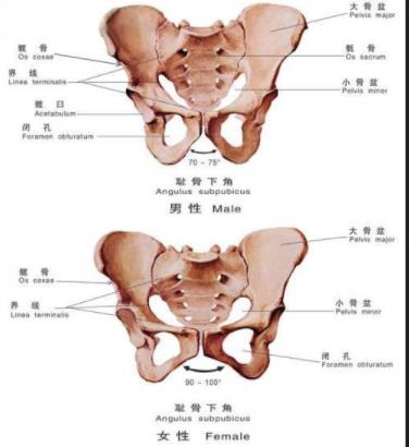 耻骨特别突出图片，耻骨是哪个位置