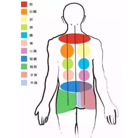 人体内脏位置图片，女性的五脏六腑分布图