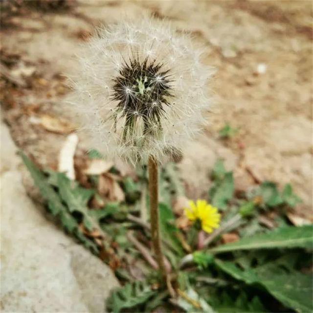 20种野花野草，都是童年的回忆，能叫出名字的却没有几个