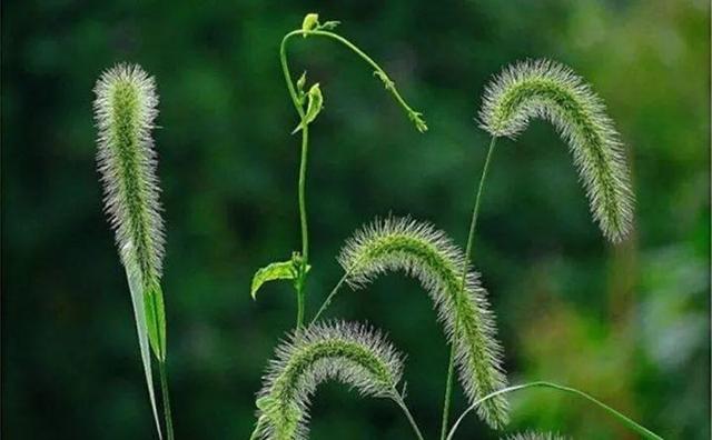 20种野花野草，都是童年的回忆，能叫出名字的却没有几个