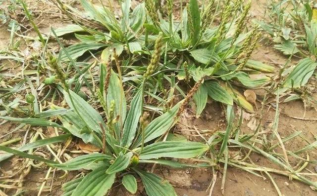 20种野花野草，都是童年的回忆，能叫出名字的却没有几个