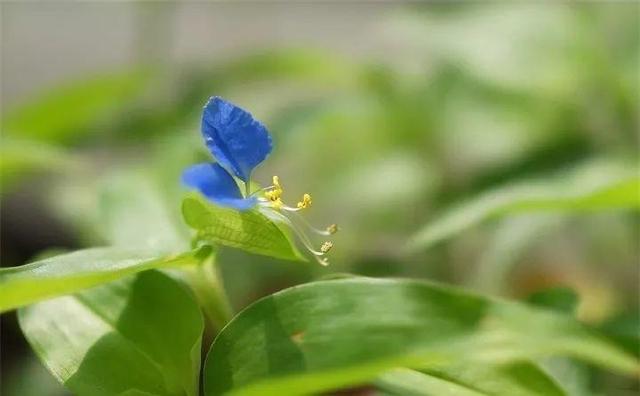 20种野花野草，都是童年的回忆，能叫出名字的却没有几个