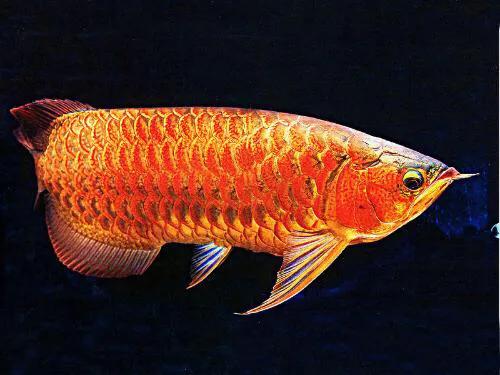 红龙鱼品种图片