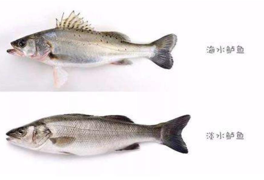 鲈鱼的营养价值及功效图片