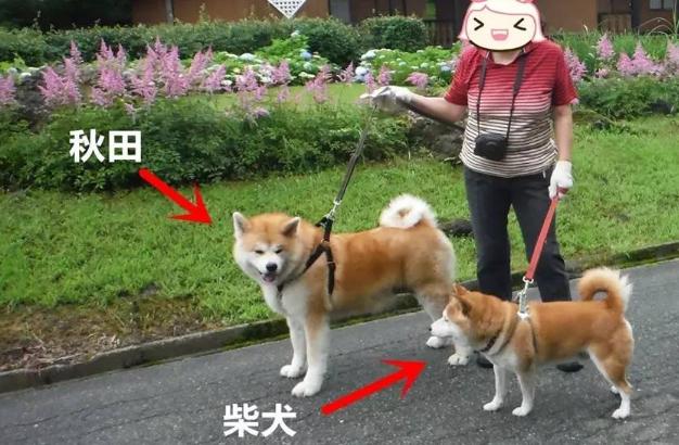 柴犬承认你是主人表现，柴犬和秋田犬的区别