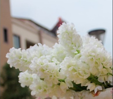 什么花的花语是暗恋，什么花的花语是没结果的爱