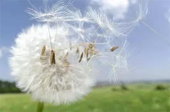 什么花的花语是暗恋，什么花的花语是没结果的爱