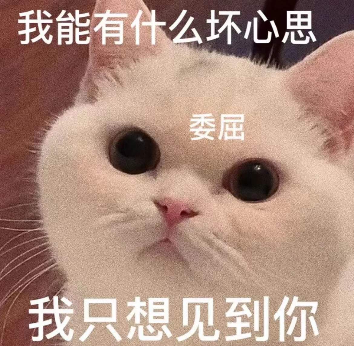 撒娇十五连图片图片