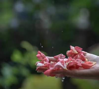 雨中玫瑰掉落图片