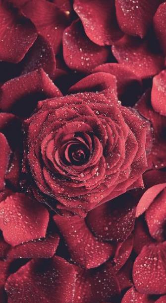 玫瑰图片大全唯美一只图片