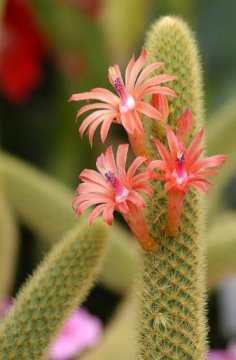 惊艳仙人掌花图片竖屏，五色仙人掌花唯美图片