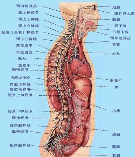 一张图看懂身体哪里疼，身体部位疼痛对应图详细图