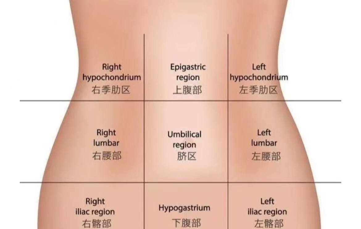 女性腹部正确位置图片