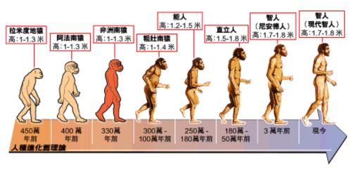 14张图片看人类进化，人类进化全过程图片