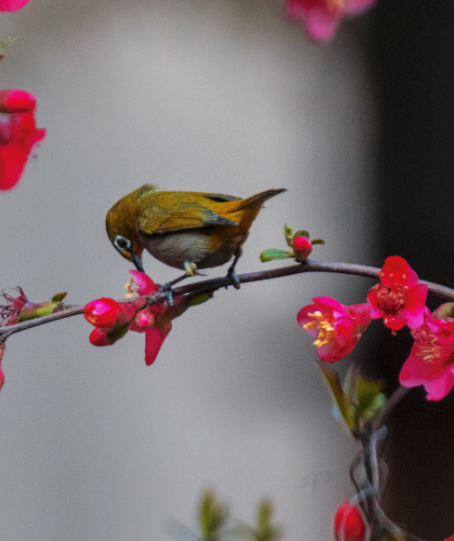 大自然花鸟真实图片