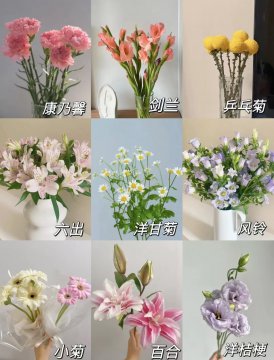 适合养在客厅的花，什么花好看又好养