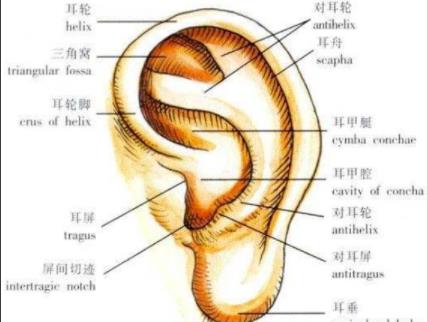 耳朵形状图解大全，耳朵结构形状图解大全