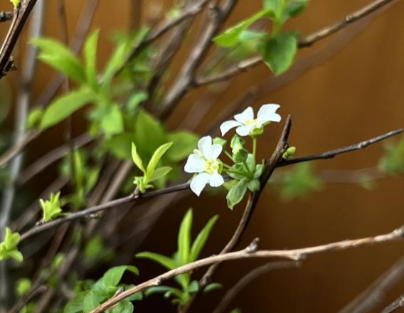 雪柳适合什么季节养，雪柳开过一次花以后就枯萎了吗