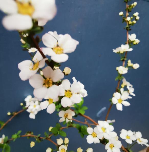 雪柳适合什么季节养，雪柳开过一次花以后就枯萎了吗