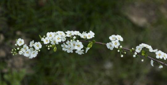 雪柳适合什么季节养，雪柳开过一次花以后就枯萎了吗