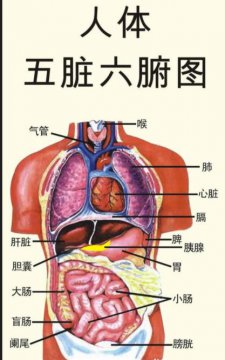 人体五脏六腑图高清大图