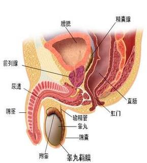 一分钟看男性生理科普