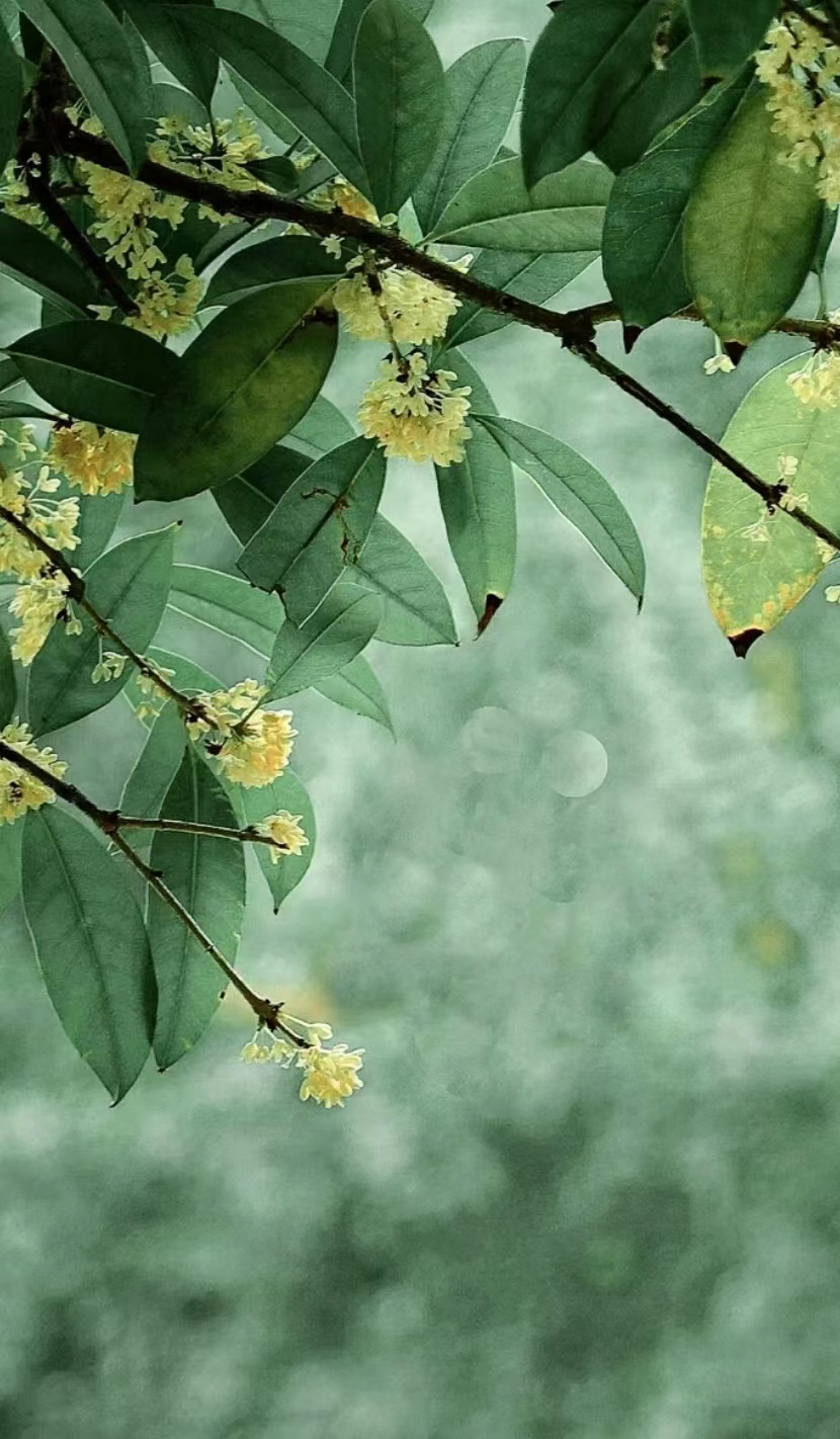 月亮桂花图，桂花图片唯美背景图