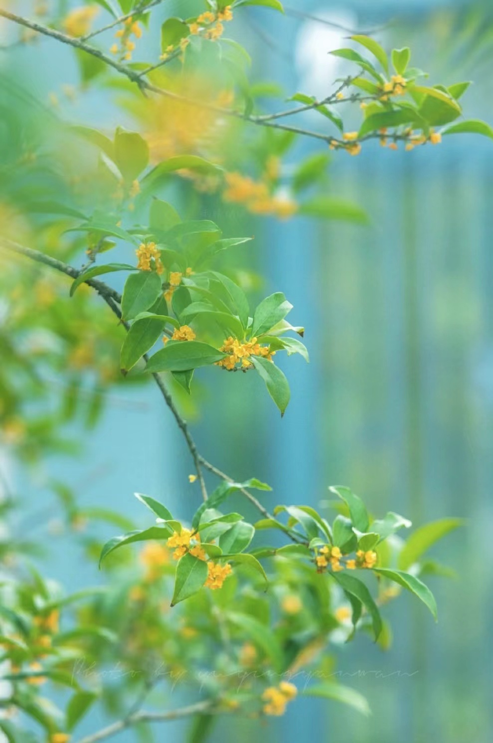 唯美桂花美图图片