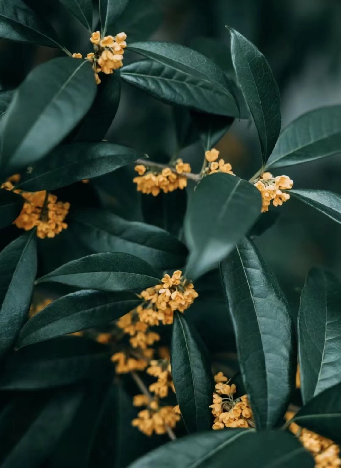 唯美桂花美图图片