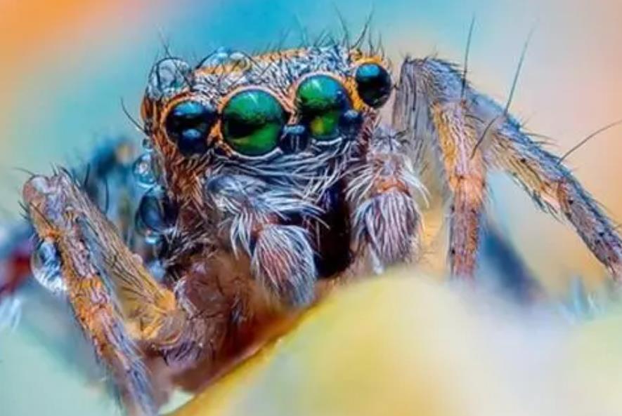 世界上眼睛最多的昆虫图片