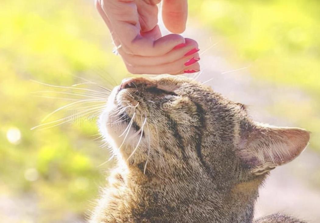 猫咪知道主人疼爱它吗，猫咪疼爱主人的表现