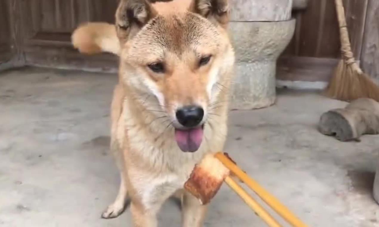 狗为什么不吃筷子上的东西