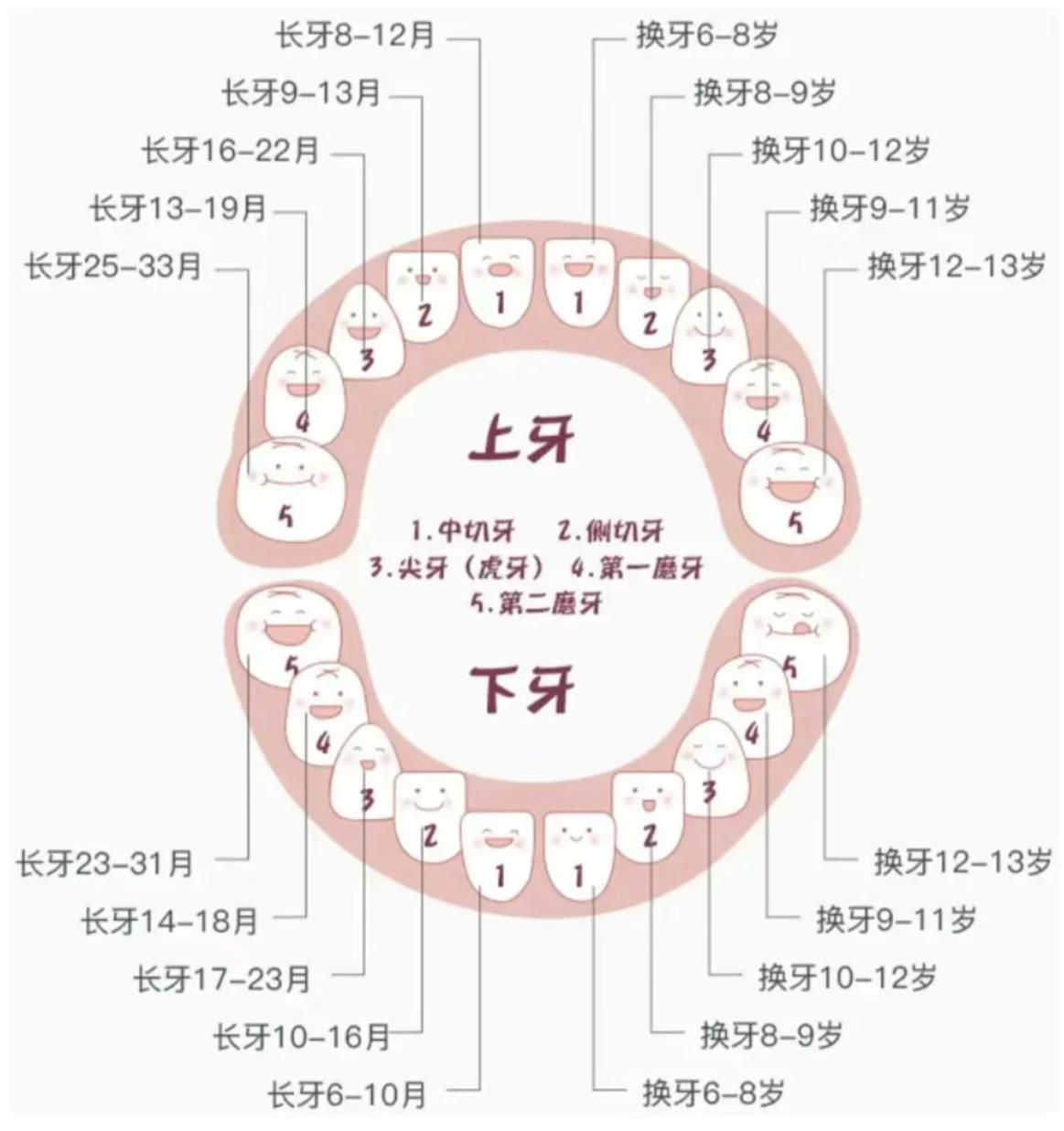 小孩牙齿换牙时间顺序图